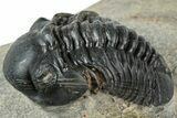 Reedops Trilobite - Atchana, Morocco #311148-2